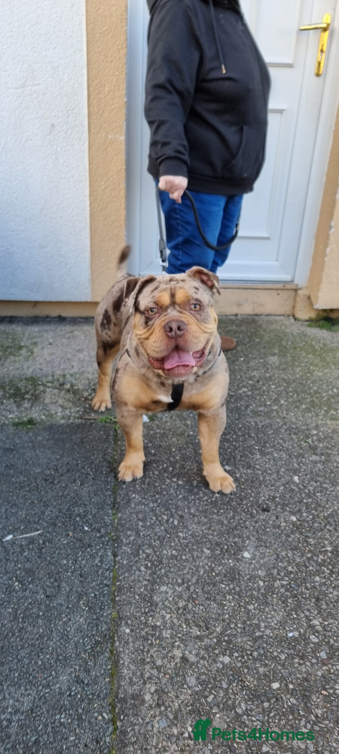 Olde English Bulldogge dogs for stud: Olde english bulldogge  - Advert 7