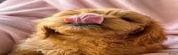 Mini Goldendoodle dogs for sale: ❤️ Beautiful Red & Gold Mini Goldendoodle Puppies  - Advert 9