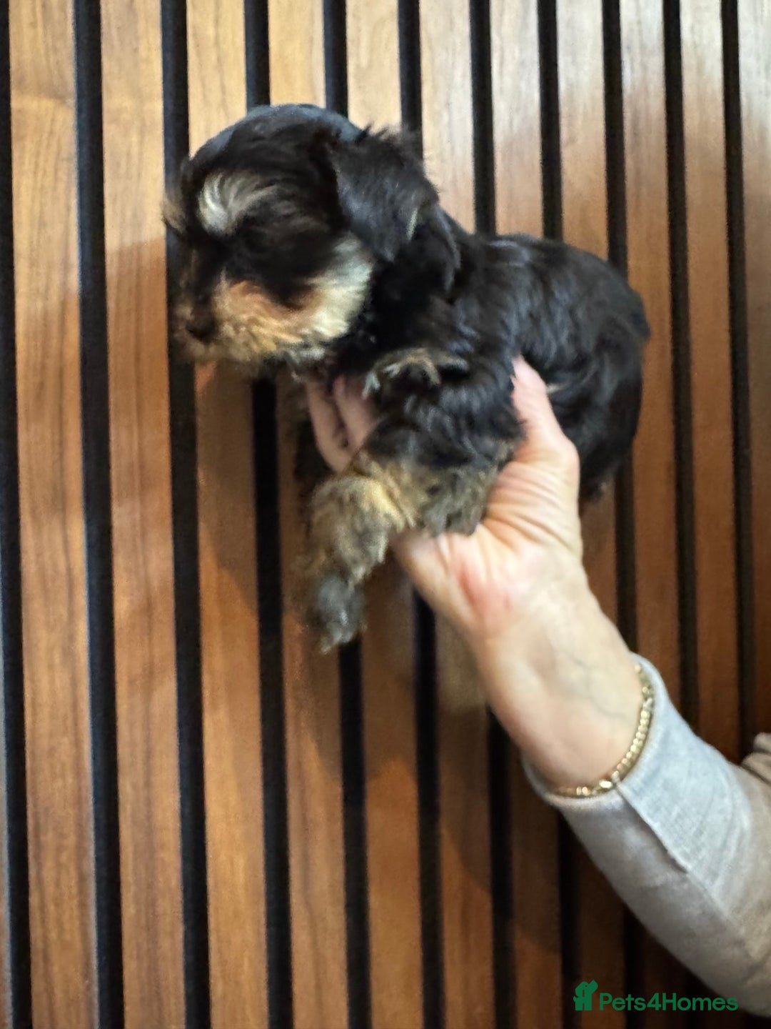 Yorkshire Terrier dogs for sale: Pedigree Yorkshire Terrier boy for sale - Image 3
