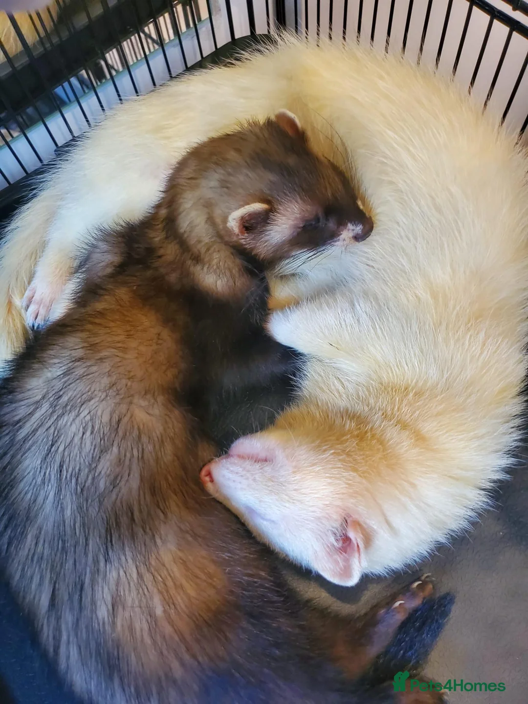 Ferret rodents for sale: Sable kit in Cardiff - Advert 3
