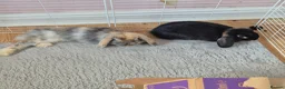 Mini Lop rabbits for sale: 11 week old Male rabbit  - Advert 2