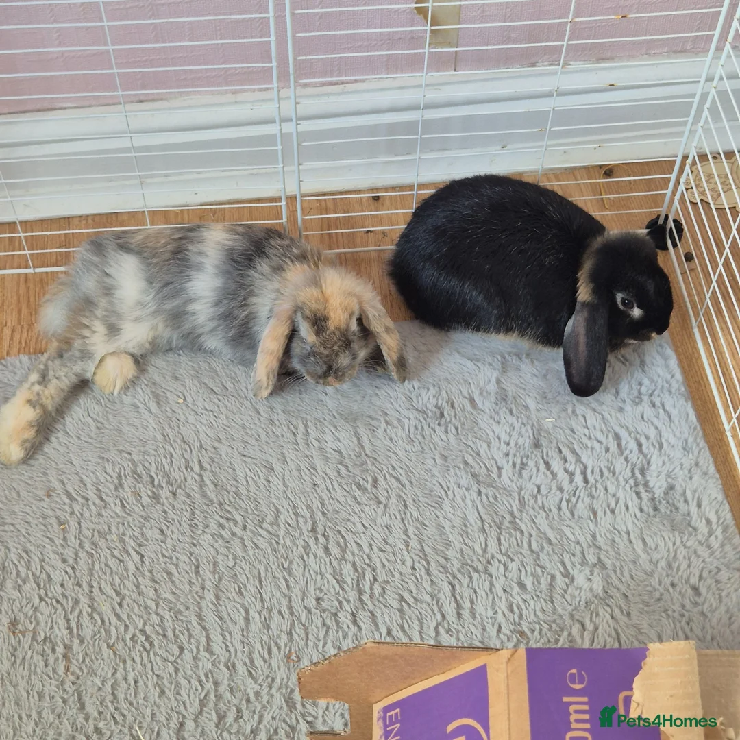 Mini Lop rabbits for sale: 11 week old Male rabbit  - Advert 2