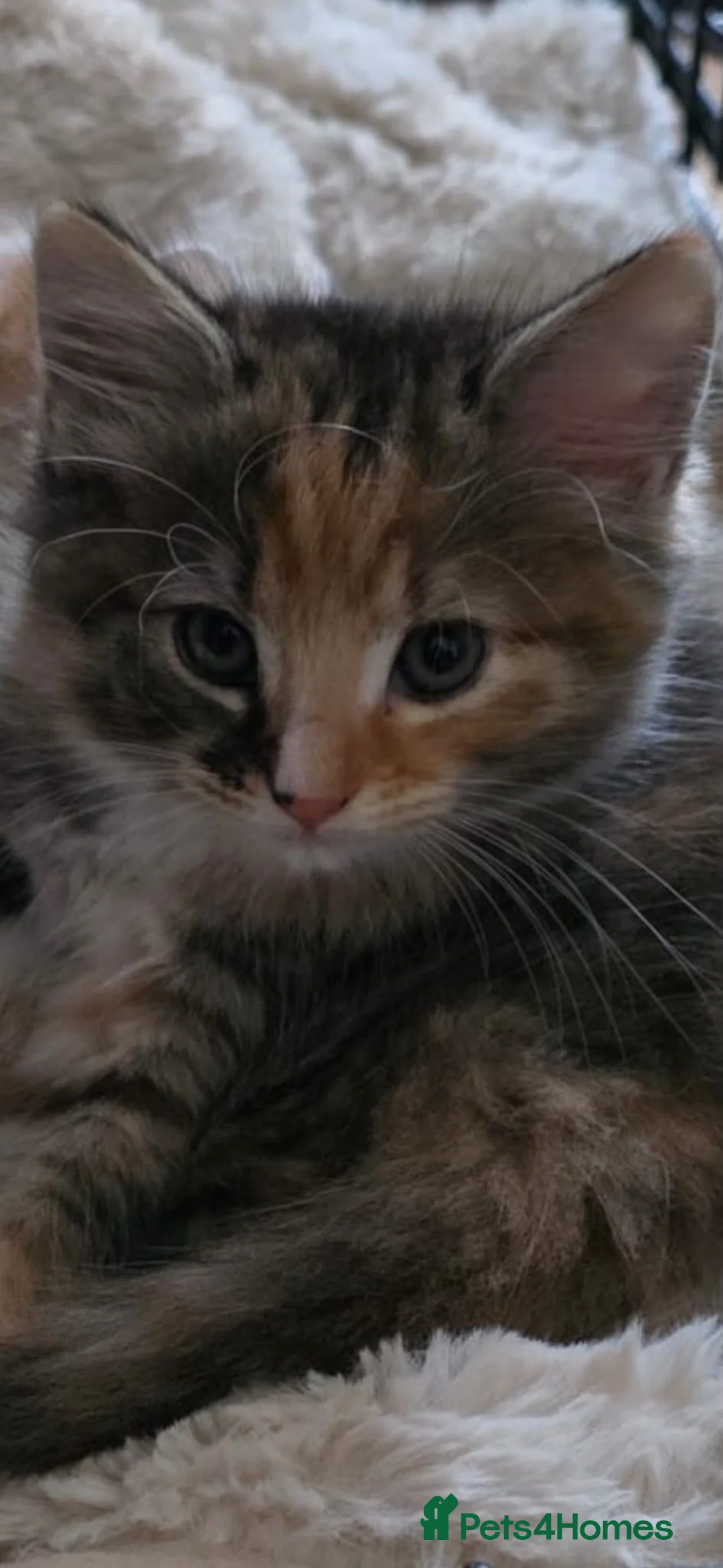Mixed Breed cats for sale: 4 beautiful kittens in Birmingham - Advert 2