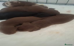 Dachshund dogs for sale: Puppies  - Image 2