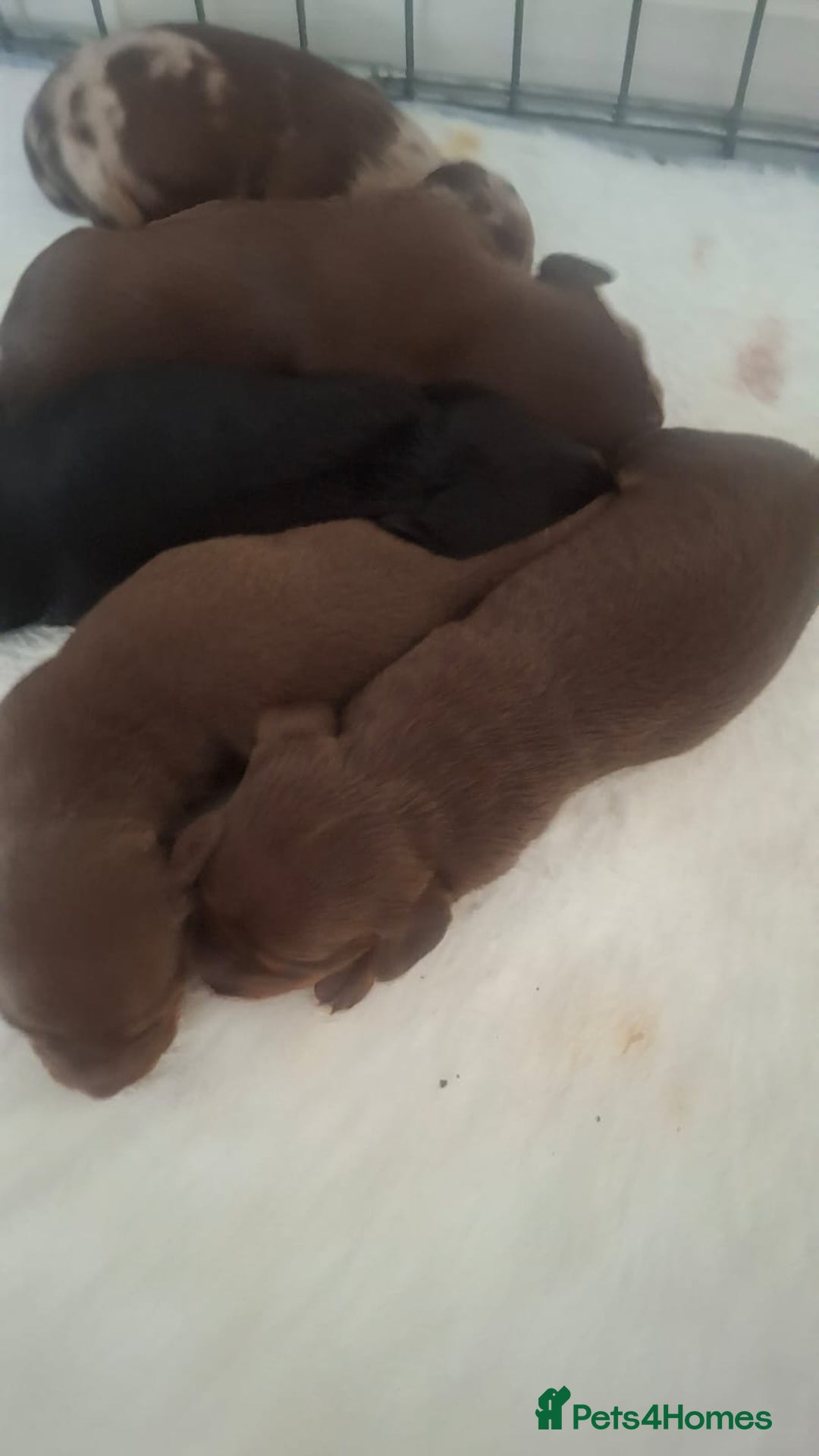 Dachshund dogs for sale: Puppies  - Image 2