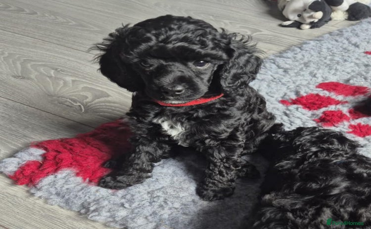 Mixed Breed dogs - Advert 5