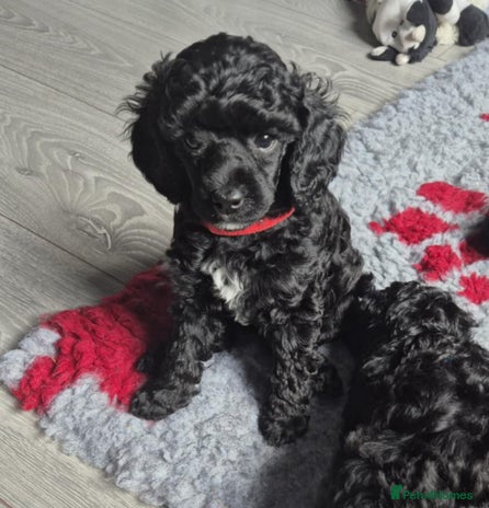 Mixed Breed dogs - Advert 3