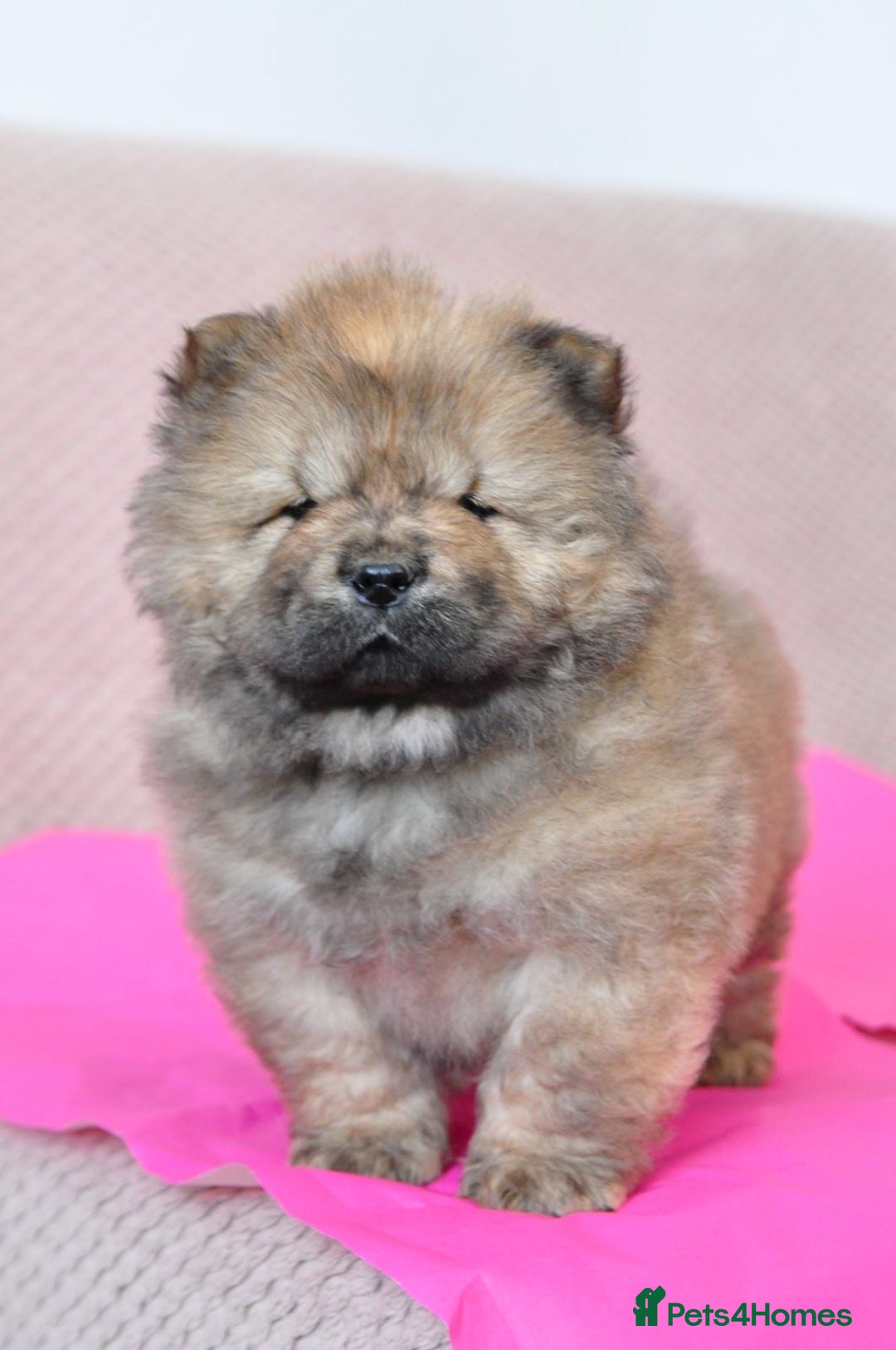Chow Chow dogs for sale: Pedigree Chow Chow puppies available 🐶 - Advert 6