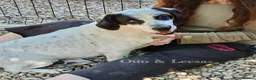 Mixed Breed dogs for adoption: Staffie wannabe OTTO, AVAILABLE FOR ADOPTION - Advert 25
