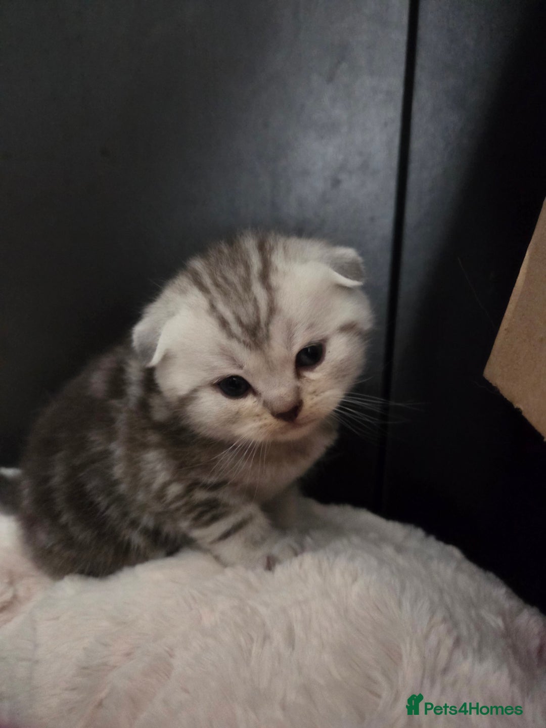 Scottish Fold cats for sale: Scottish folds - Image 11