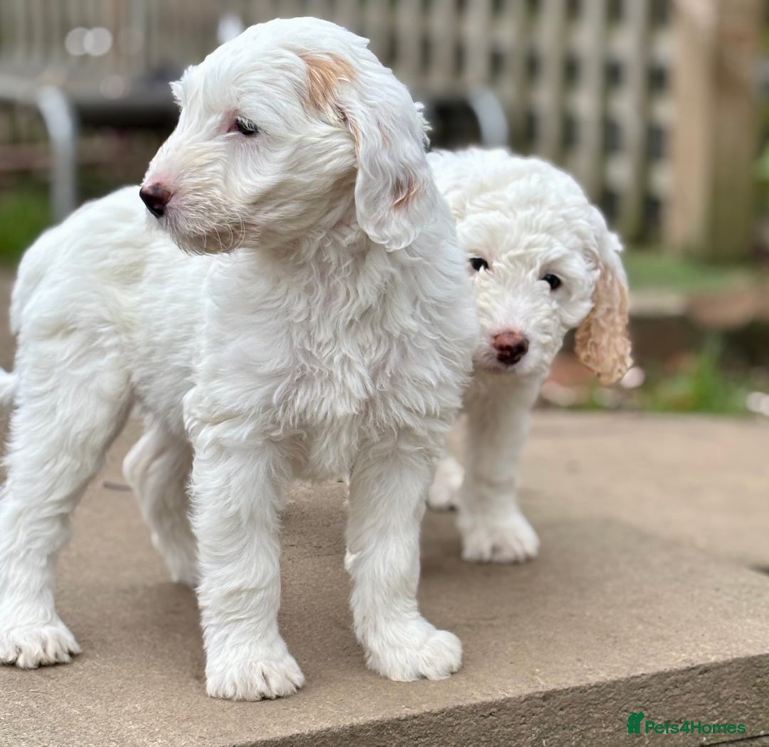Australian Labradoodle dogs for sale: Exceptionally bred for Health! Temperament! Looks! - Advert 12