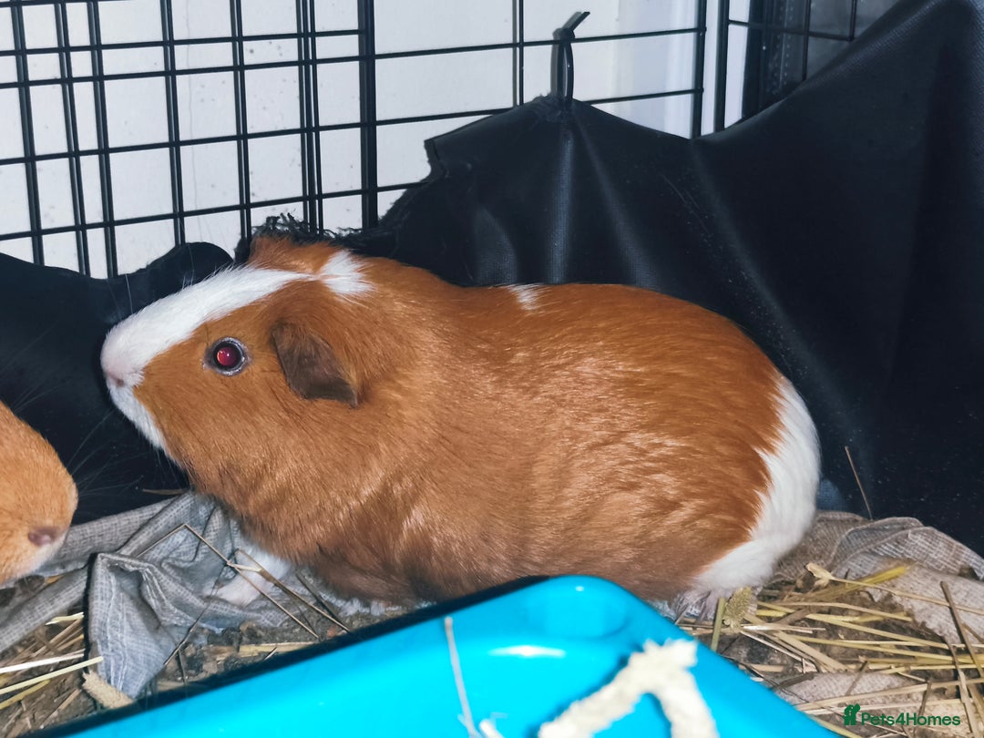 Guinea Pig rodents for sale: 2 Male Guinea pigs For adoption  - Advert 2