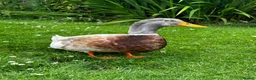 Ducks poultry for sale: Saxony Drake - Advert 4