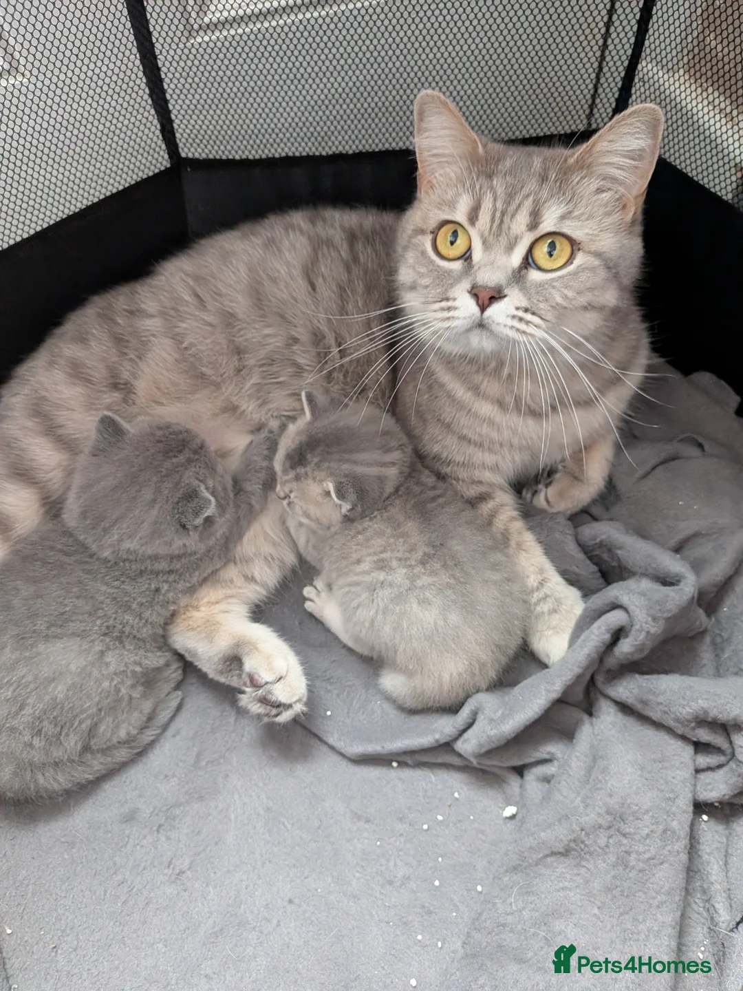 Brazilian Shorthair cats for sale: British shimirthair - Advert 1