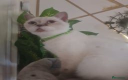 British Shorthair cats for sale: Lovely queeni looking  for  new home - Image 5