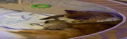 Shetland Sheepdog dogs for sale: Shetland Sheepdog Puppies in Glasgow - Advert 4