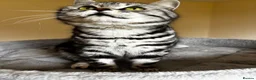 British Shorthair cats for sale: • Retired Pedigree Silver Tabby BSH Queen • - Advert 3
