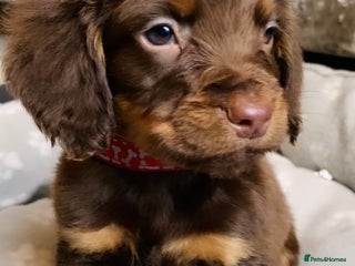 Sprocker dogs Stunning sprocker puppies - Advert 4