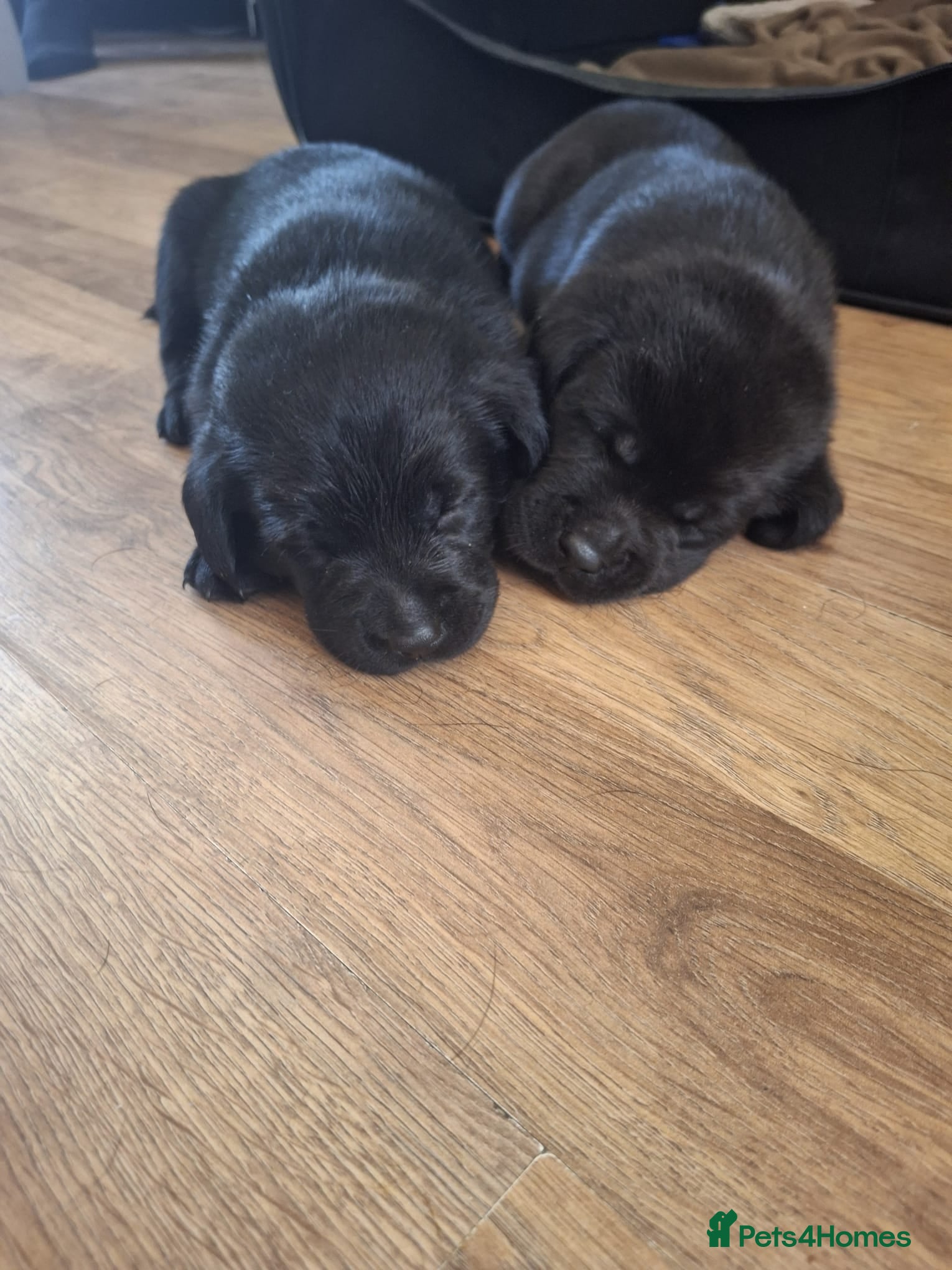Labrador Retriever dogs Black labrador puppys - Advert 1