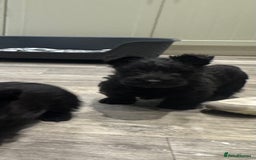 Scottish Terrier dogs for sale: Beautiful Scottish terrier puppies  - Advert 6