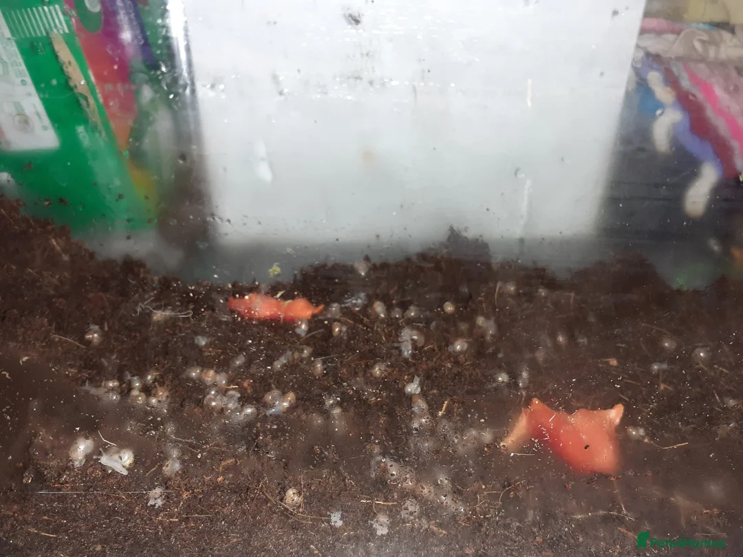 Snails invertebrates for sale: 🐌 Baby African Giant Land Snails for Sale 🐌 - Advert 6