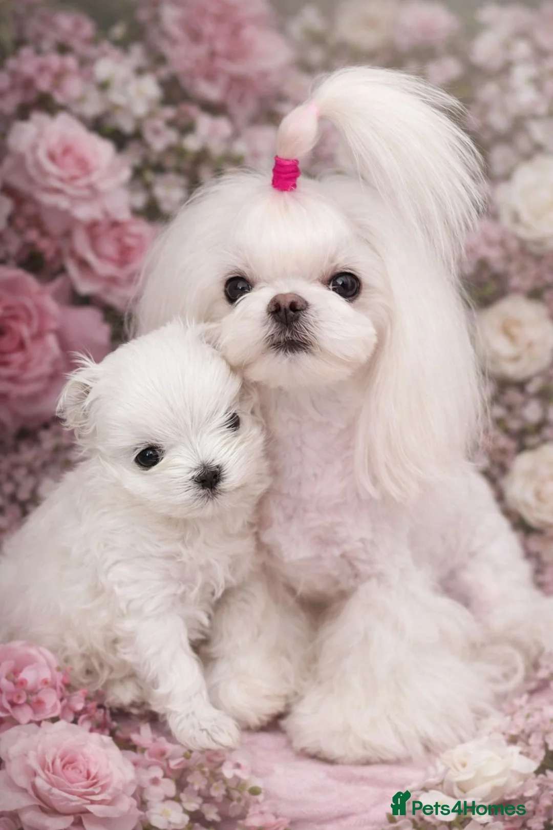 Maltese dogs for sale: Baby doll face Korean little Girl ( Ava) - Advert 3
