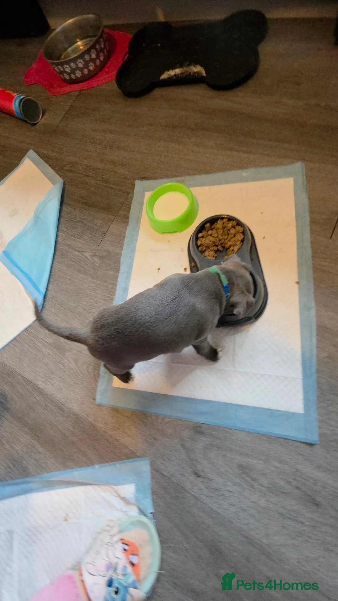 Staffordshire Bull Terrier dogs for sale: Staffordshire bull terrier blues  - Advert 17