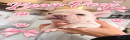 French Bulldog dogs for sale: KC French Bulldogs  - Advert 13