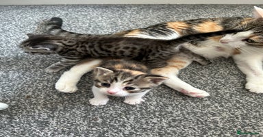 Mixed Breed cats - Advert 8
