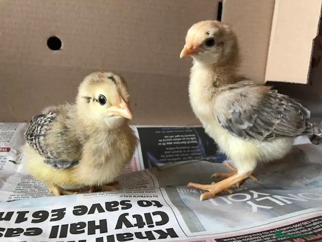 Chickens poultry for sale: Chicks for sale leicester  - Advert 1