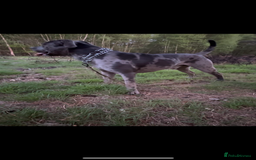 Cane Corso dogs for sale: Zeus Mastiff  - Image 5