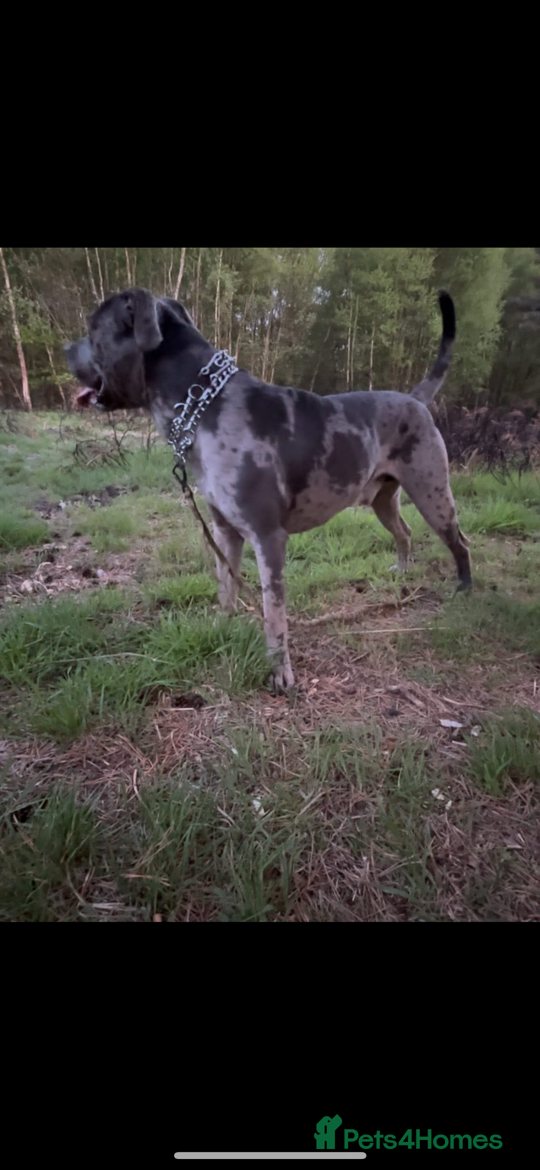 Cane Corso dogs for sale: Zeus Mastiff  - Image 5