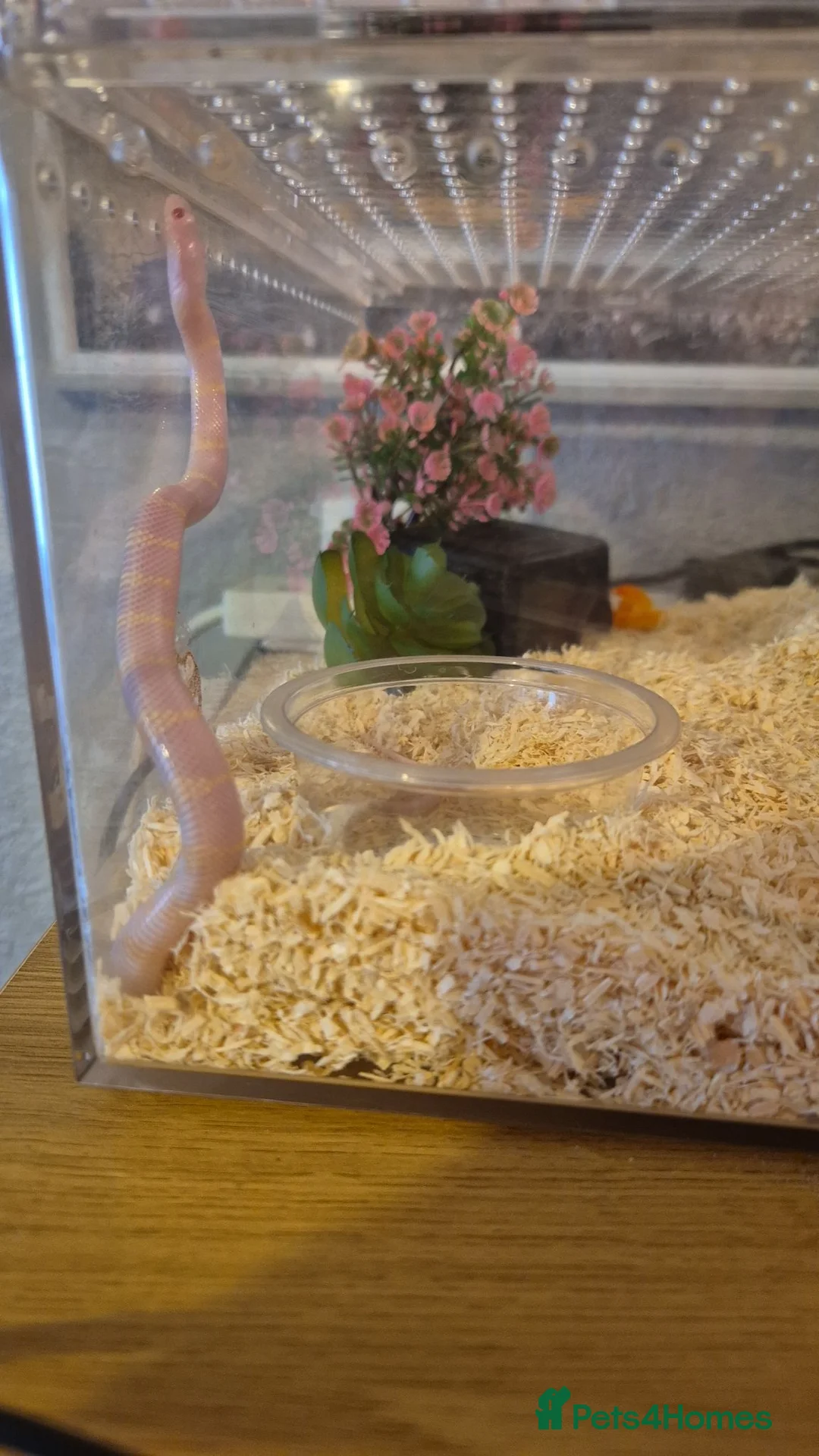 King Snake reptiles for sale: Albino california king snake in Crewe - Advert 2