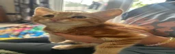 Domestic Shorthair cats for sale: Four beautiful kittens 9 weeks, READY TO GO! - Advert 4
