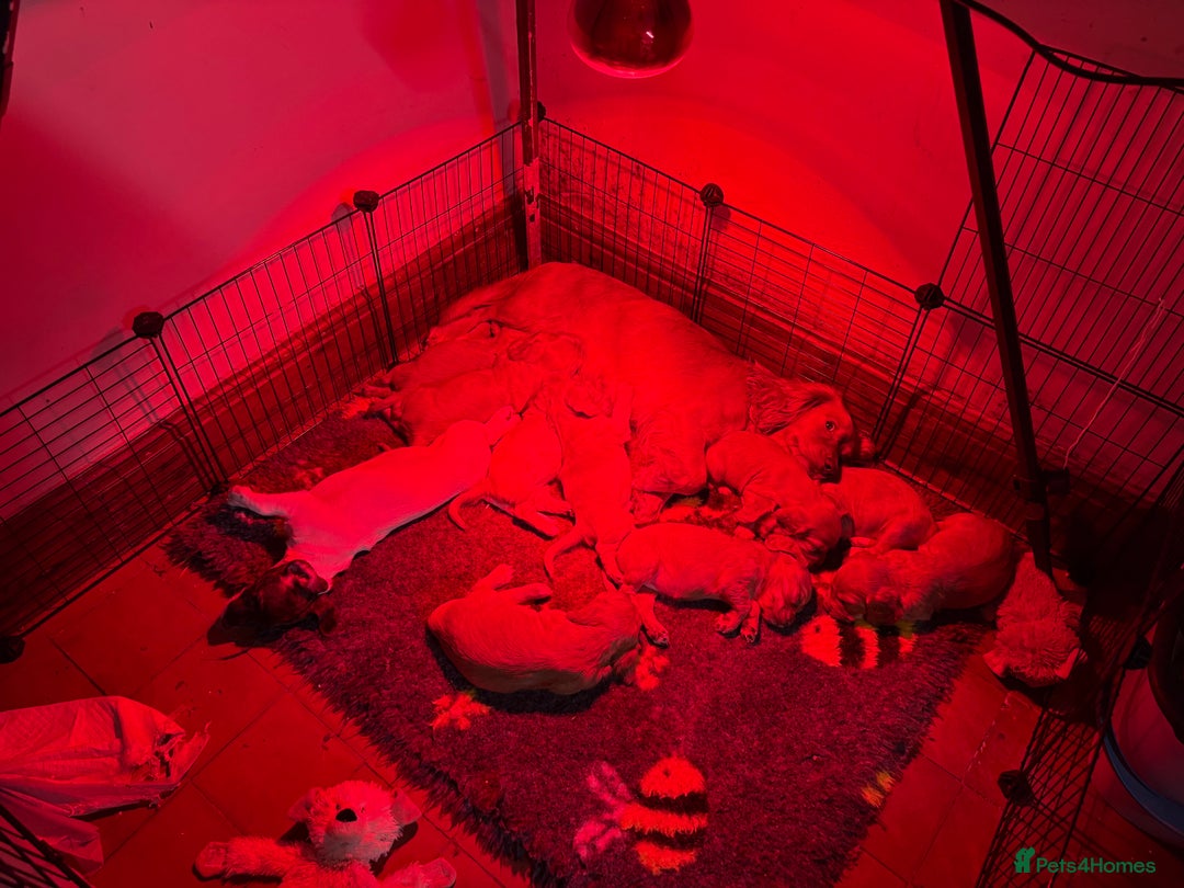 Cocker Spaniel dogs for sale: Golden Cocker spaniel puppies working bred  - Advert 21