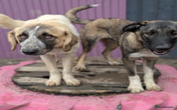 Mixed Breed dogs for adoption: Islay - In Ayr looking for a home  - Image 7