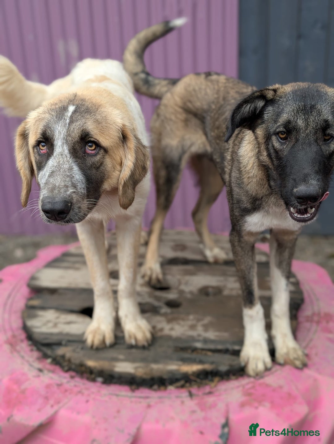 Mixed Breed dogs for adoption: Islay - In Ayr looking for a home  - Image 7