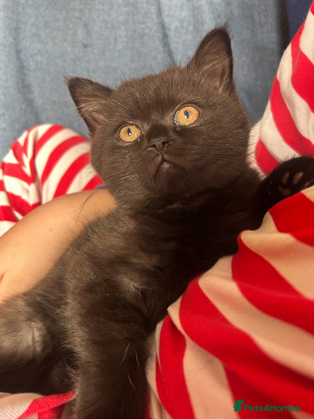 British Shorthair cats for sale: GCCF BSH show quality kittens  - Advert 8