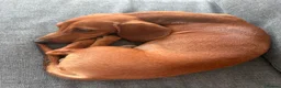 Dachshund dogs for sale: Puppy Dachshund Rehoming Required - Advert 2