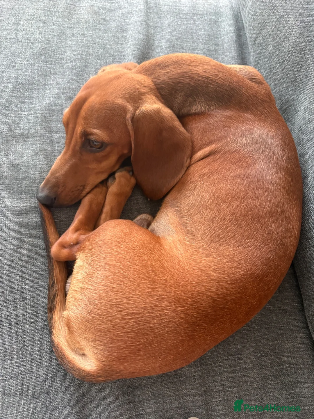 Dachshund dogs for sale: Puppy Dachshund Rehoming Required - Advert 2