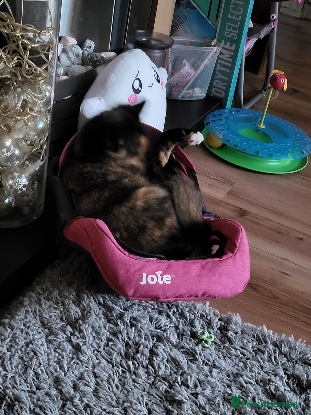 Mixed Breed cats for sale: Beautiful tortoiseshell for sale  - Image 5