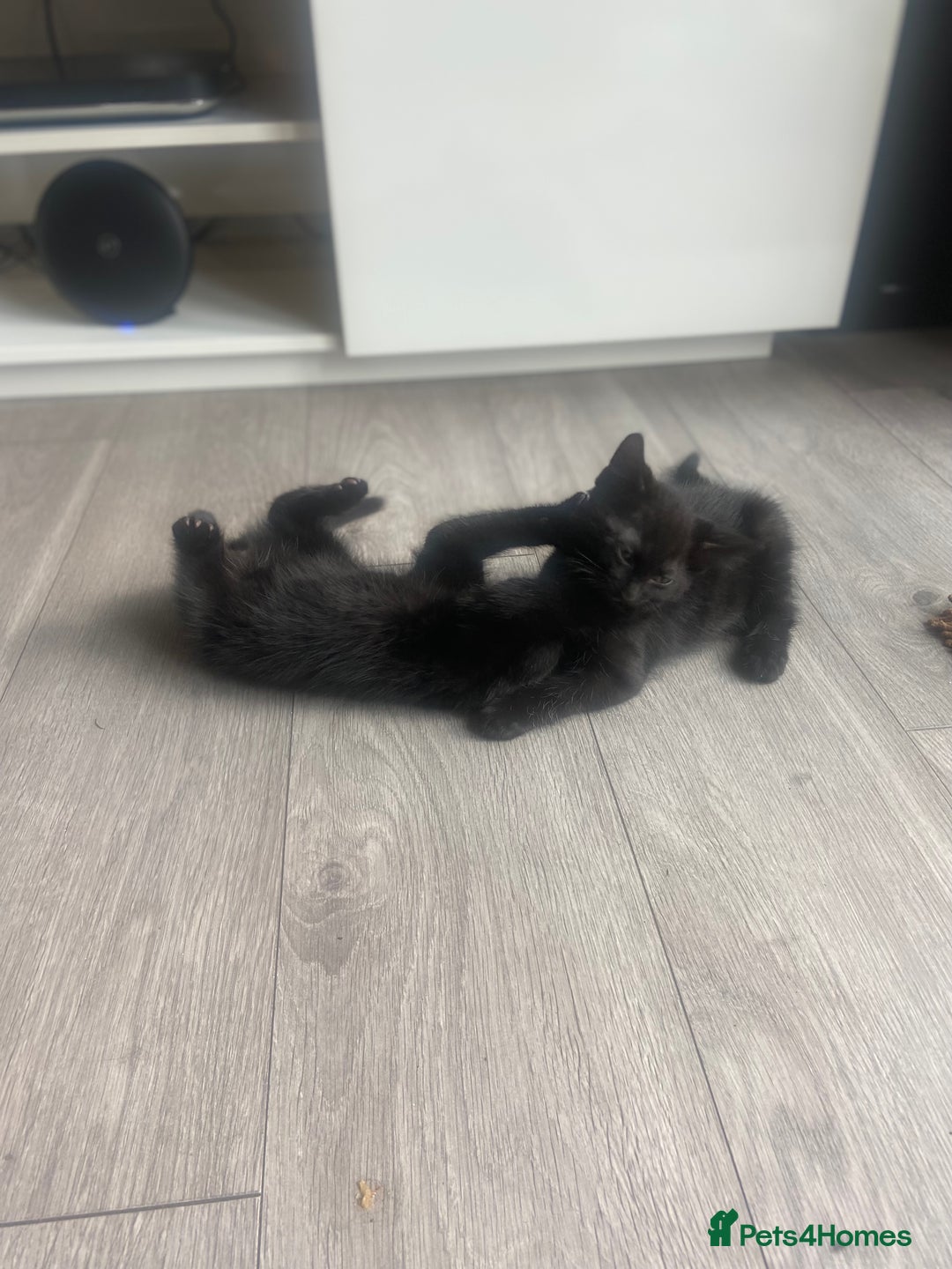 Mixed Breed cats for sale: Three mixed breed kittens - Image 7