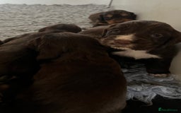 Cocker Spaniel dogs for sale: Beautiful KC Registered Cocker Spaniel Puppies 🐶  - Image 17