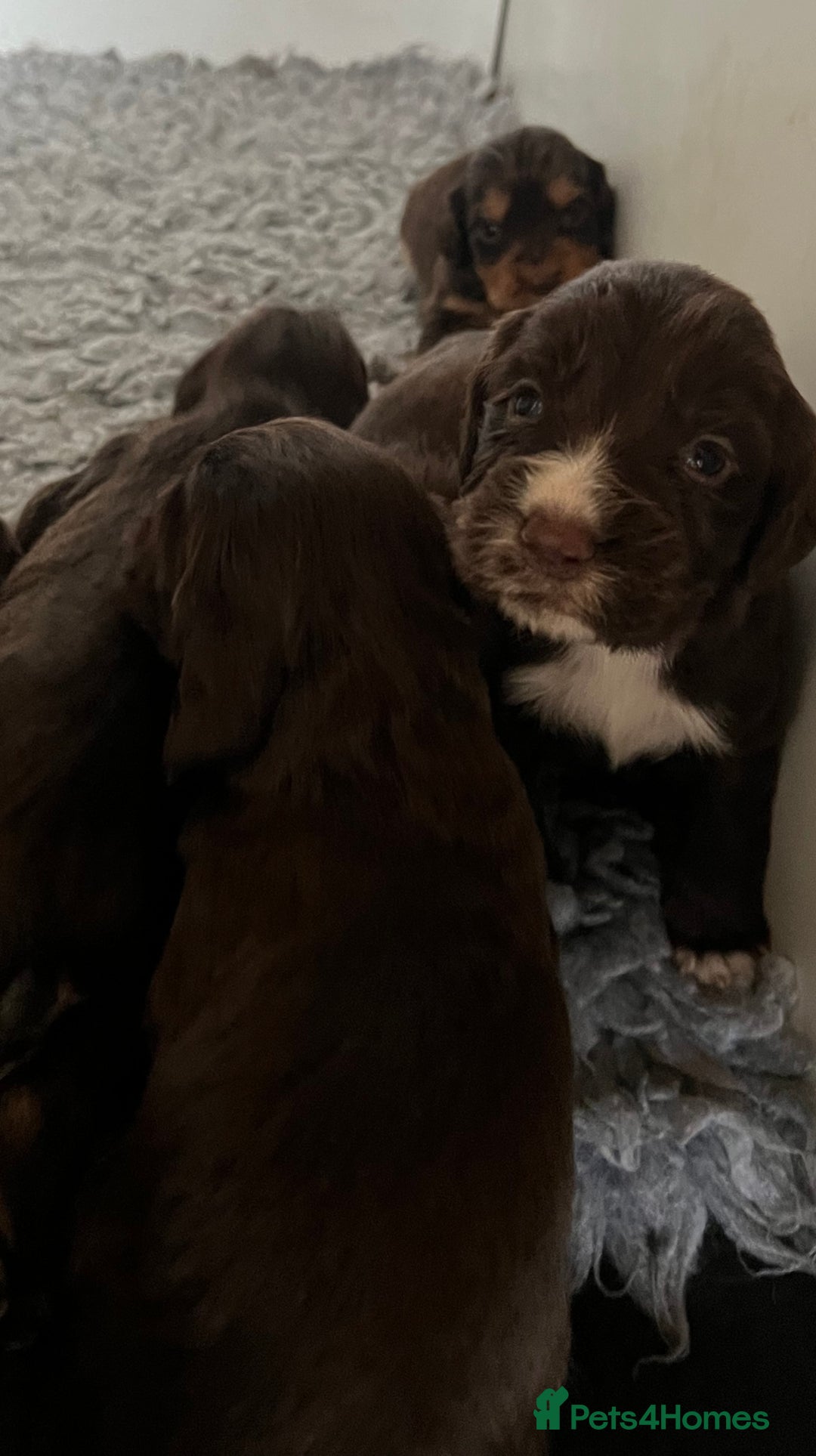 Cocker Spaniel dogs for sale: Beautiful KC Registered Cocker Spaniel Puppies 🐶  - Image 17