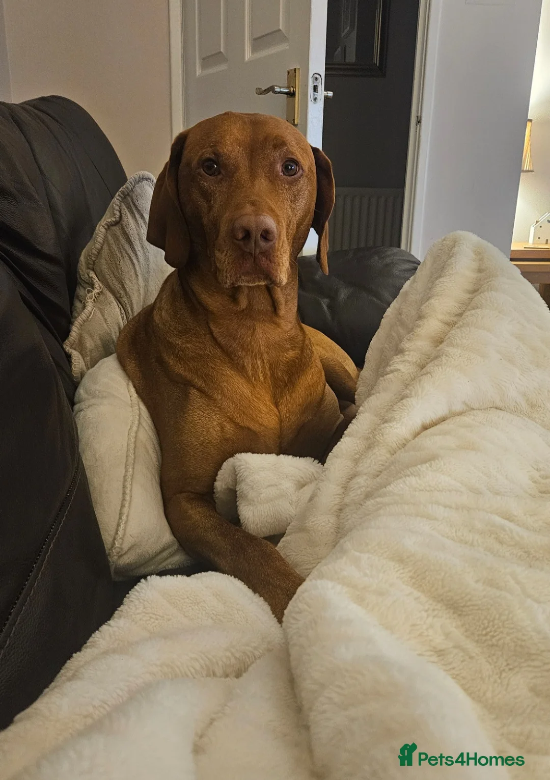 Hungarian Vizsla dogs for stud: Rummy the Vizsla- Available for Stud FREE!! in Middlesbrough - Advert 10