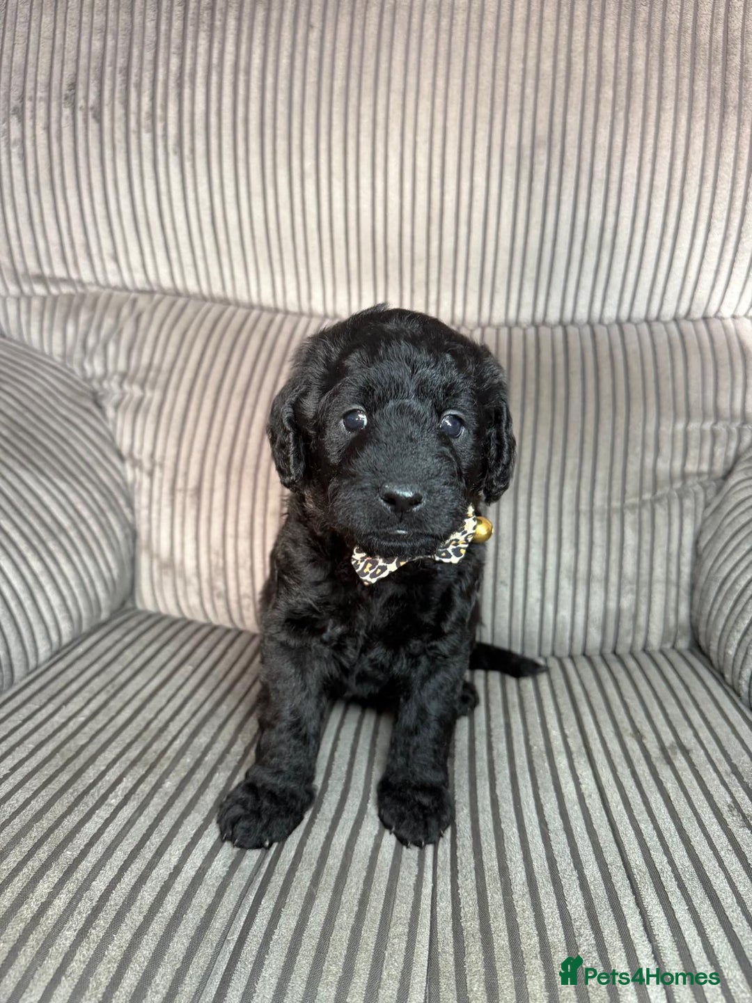 Mixed Breed dogs for sale: 2 girl & 2 boy labradoodles ready to go 11th Feb.  - Advert 4