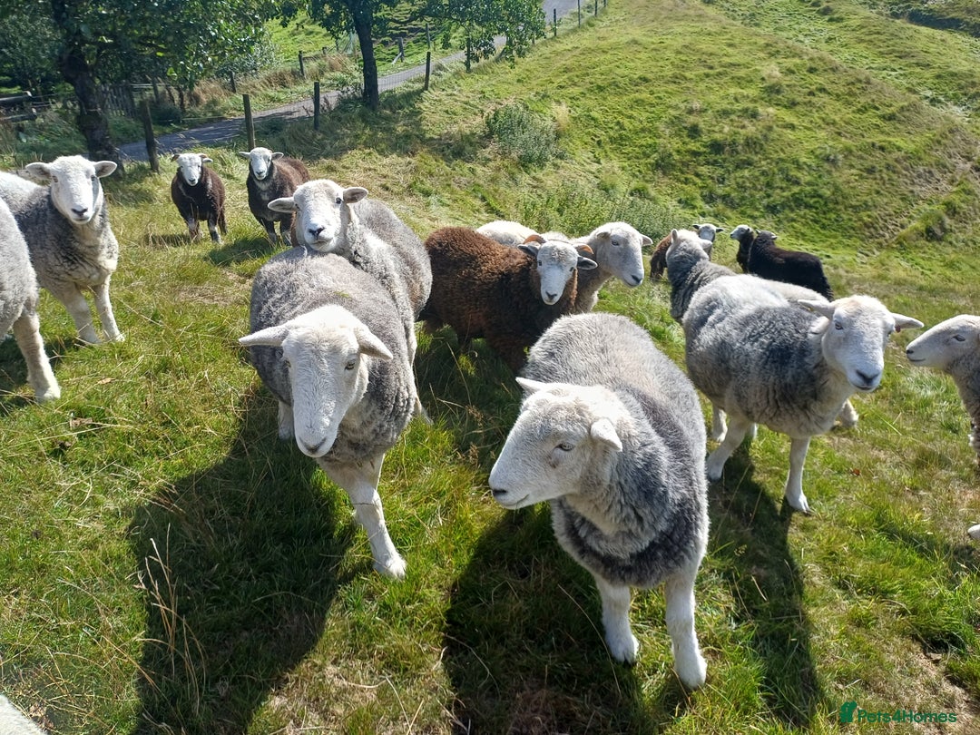 Sheep livestock for sale: Beautiful Herdwick Sheep - Lambs and Shearlings - Image 10