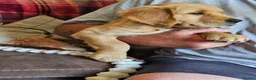 Golden Retriever dogs for sale: 3 gorgeous boys left - Advert 5