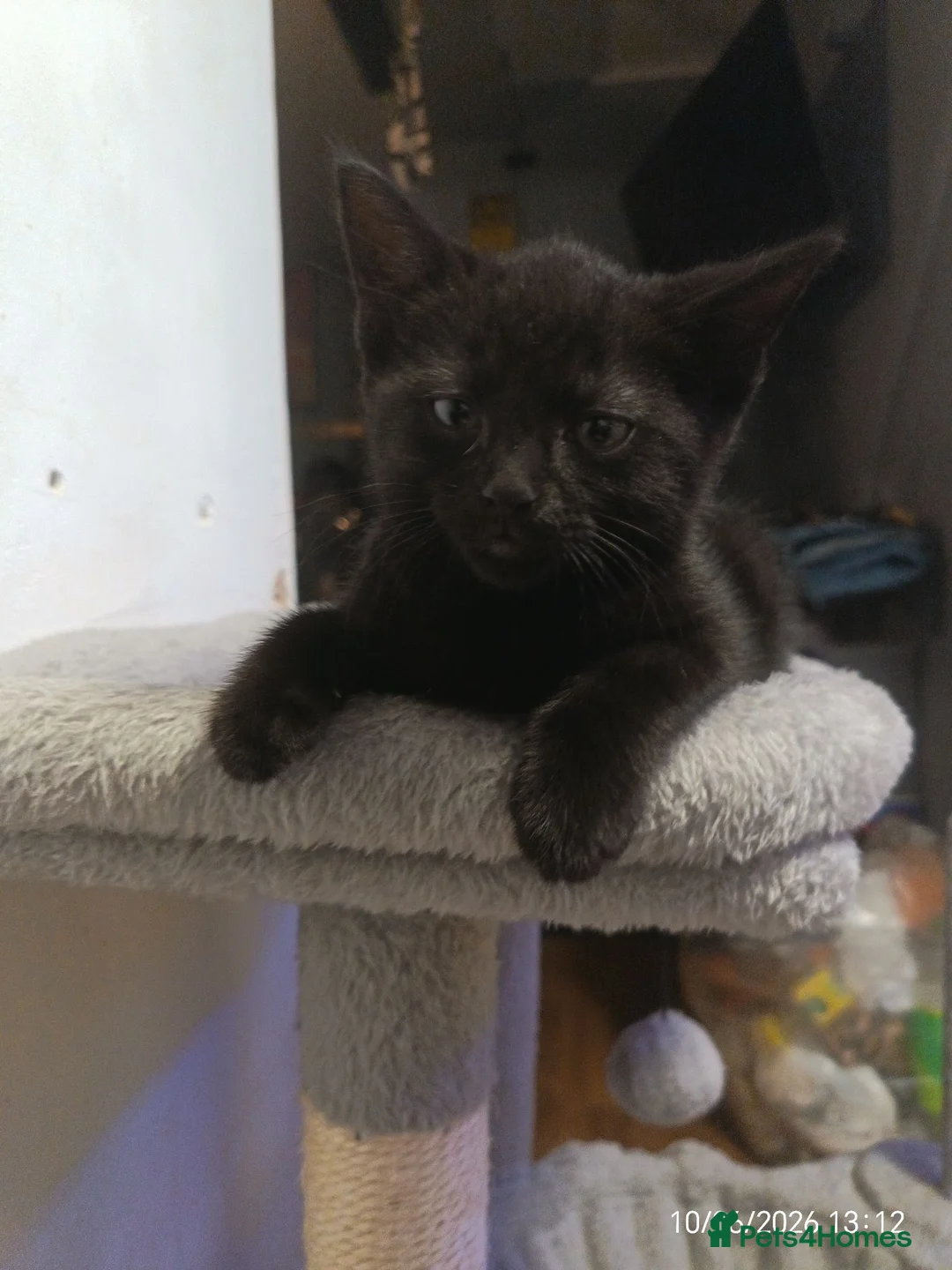 British Shorthair cats for sale: 2 adorable half British kittens looking for home in London - Advert 2