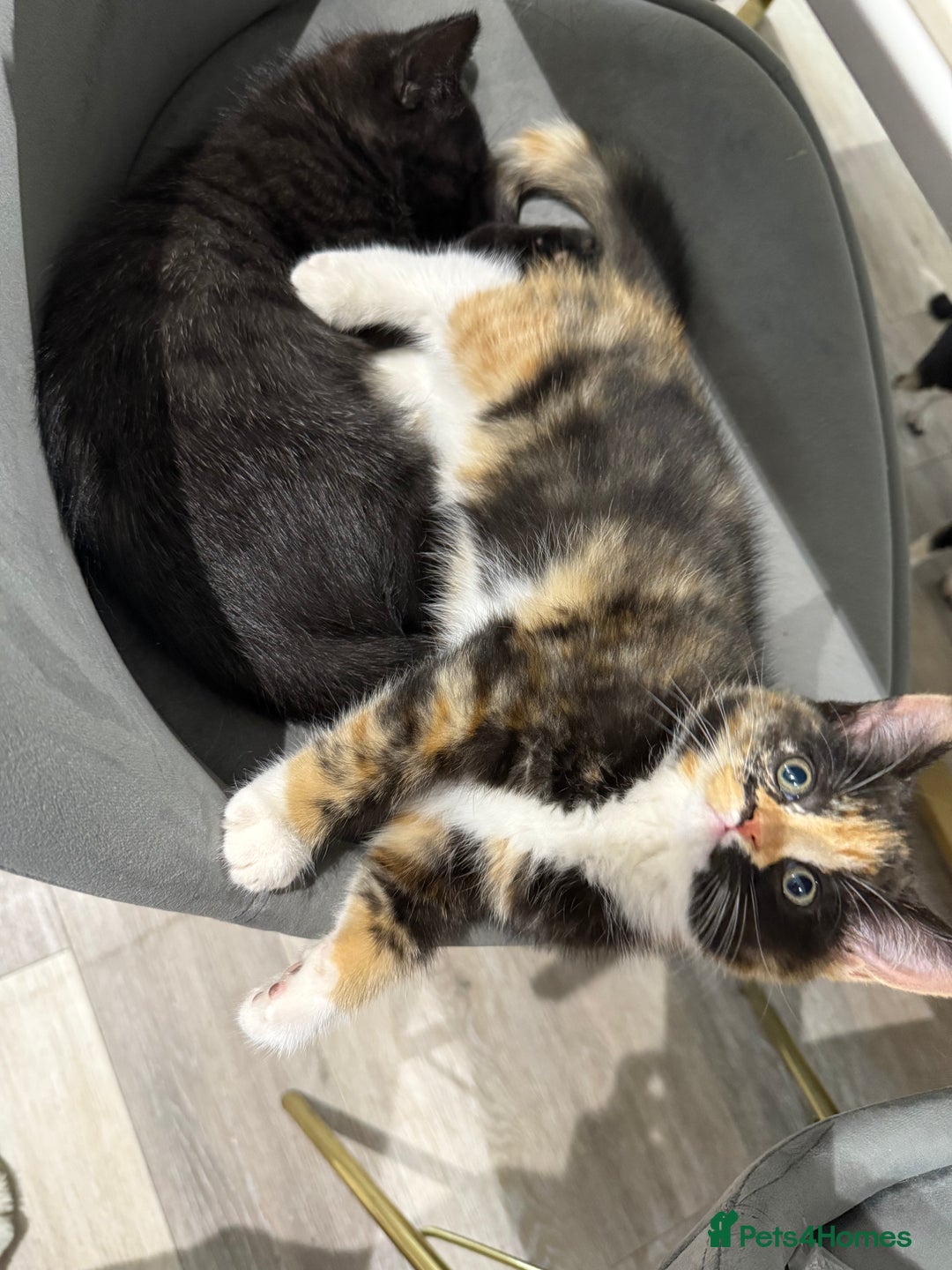 Persian cats for sale: Persian mixed kittens ready to find forever home  - Image 4